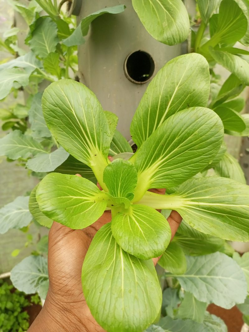 Pak choi by CITIFIED FARMS