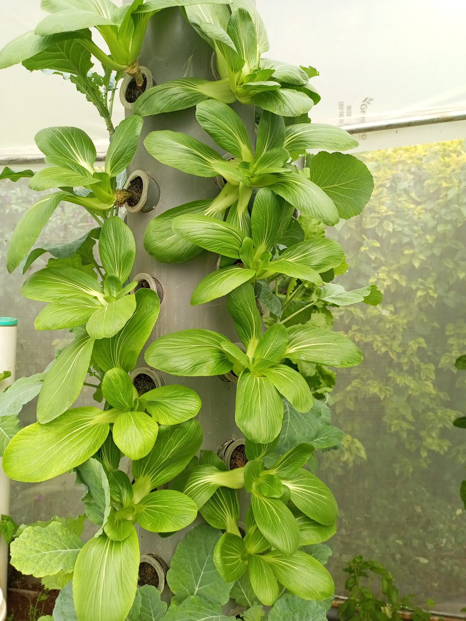 Hydroponic Vertical Gardening: A Smart Investment for Modern Farming