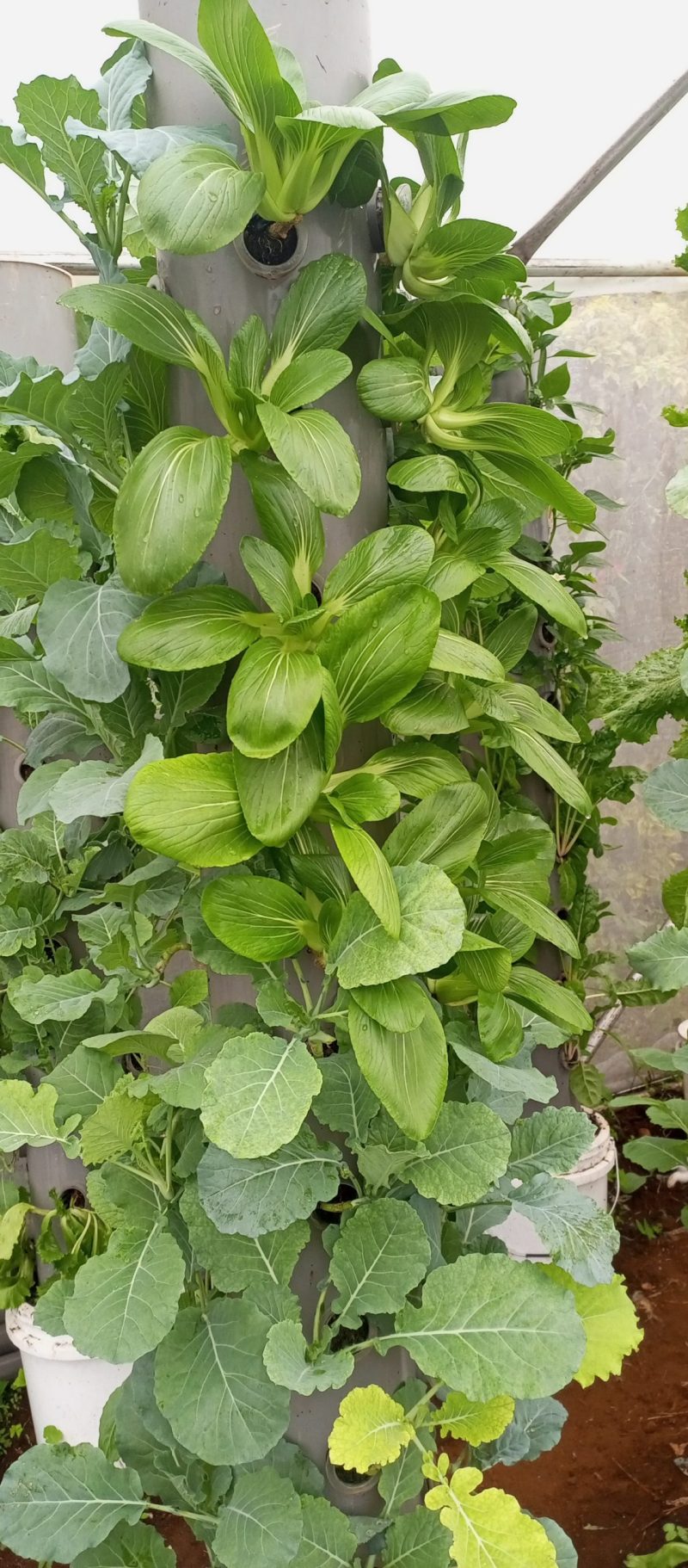 Vertical Hydroponic Tower - Image 2