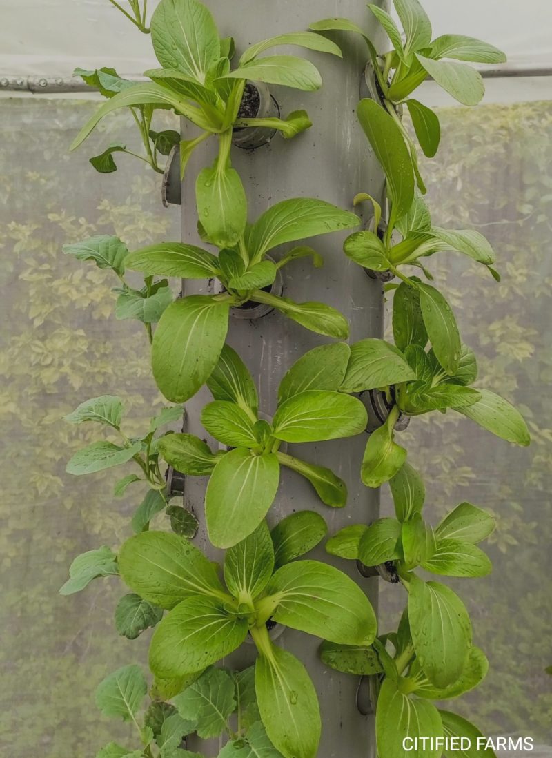 Vertical Hydroponic Tower