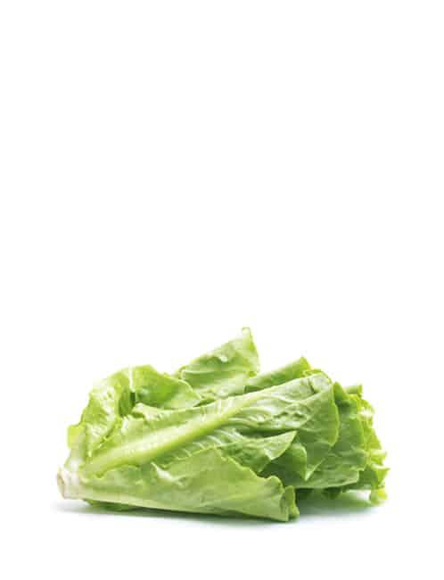 Citified Farms Hydroponic Lettuce