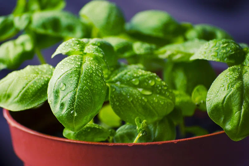 Basil herbs, CITIFIED FARMS