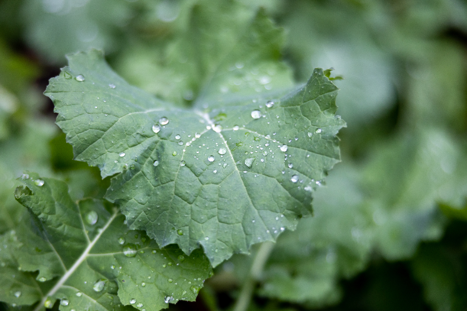 Growing kale hydroponically