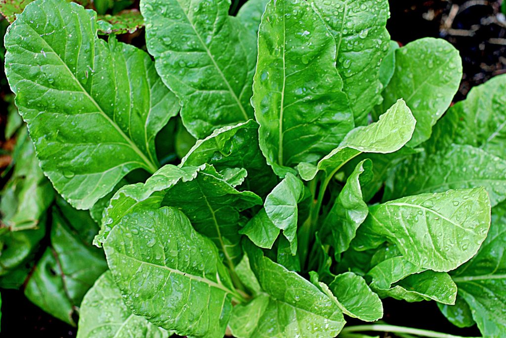 Hydroponic leafy greens spinach