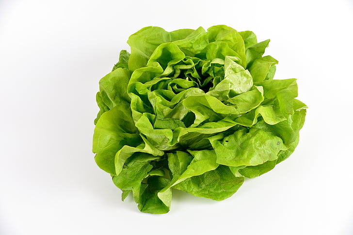 Hydroponic lettuce growing