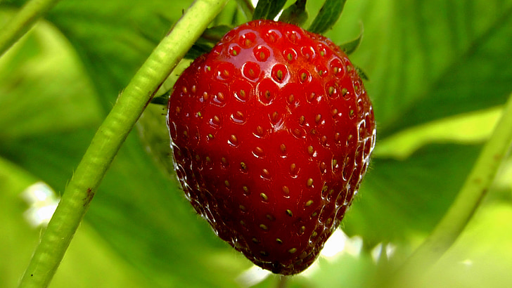 Strawberry hydroponic gardening