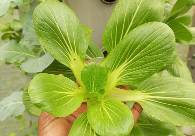 Bok choy on vertical grow towers, CITIFIED FARMS