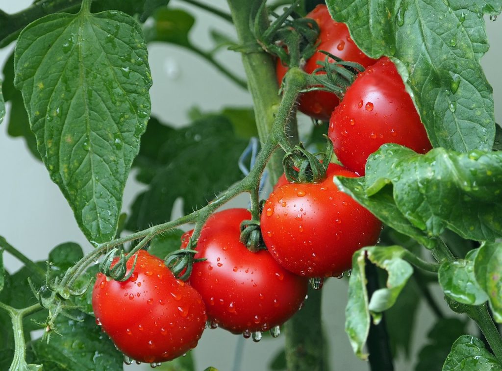 Hydroponic tomato gardening