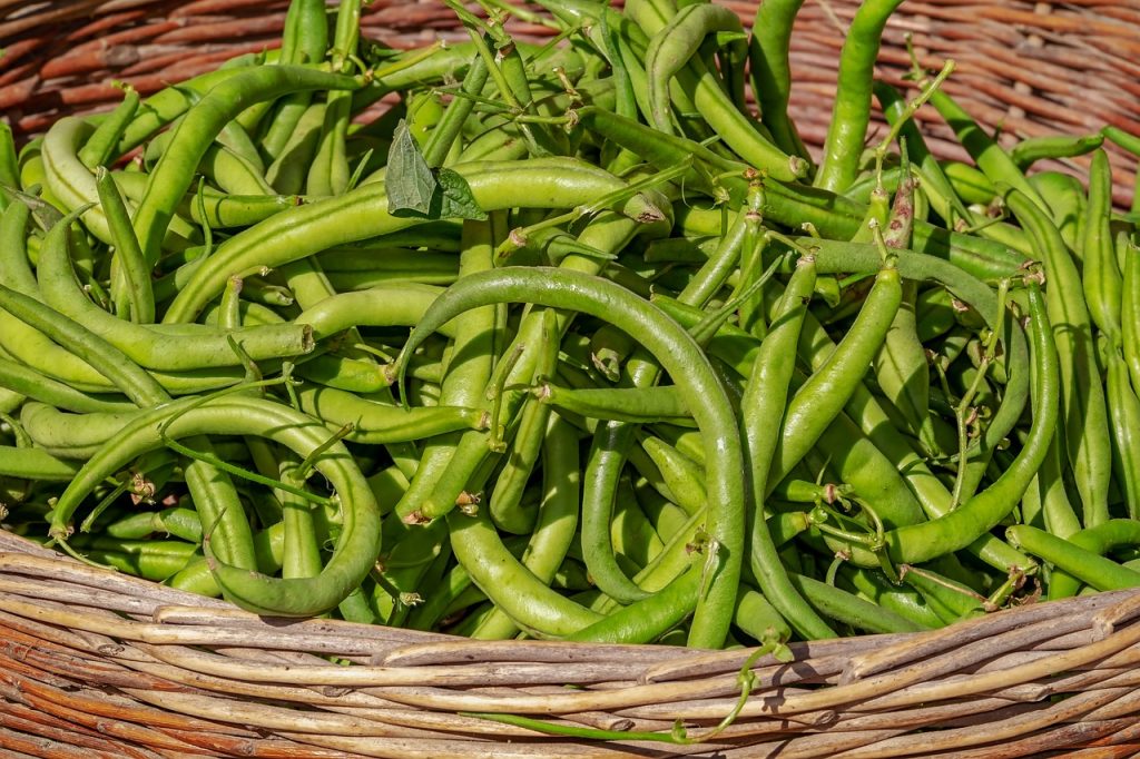 Beans gardening tips, CITIFIED FARMS