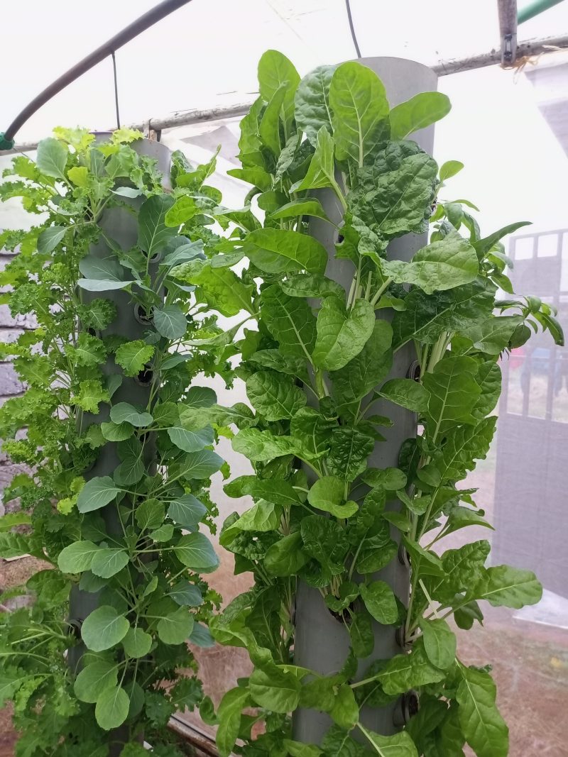 Hydroponic Training Programs