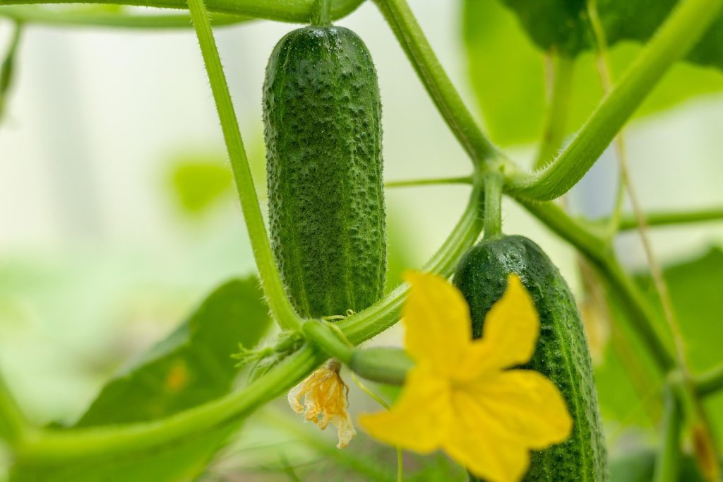 Hydroponic cucumber plant by Citified Farms