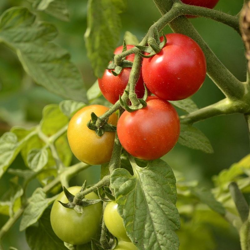 summer, country house, backyard, plant, vegetable garden, nature, vegetables, a tomato, greens, red, tomatoes on a twig, tomato, harvest, vegetable garden, vegetable garden, vegetable garden, vegetable garden, vegetable garden, vegetables