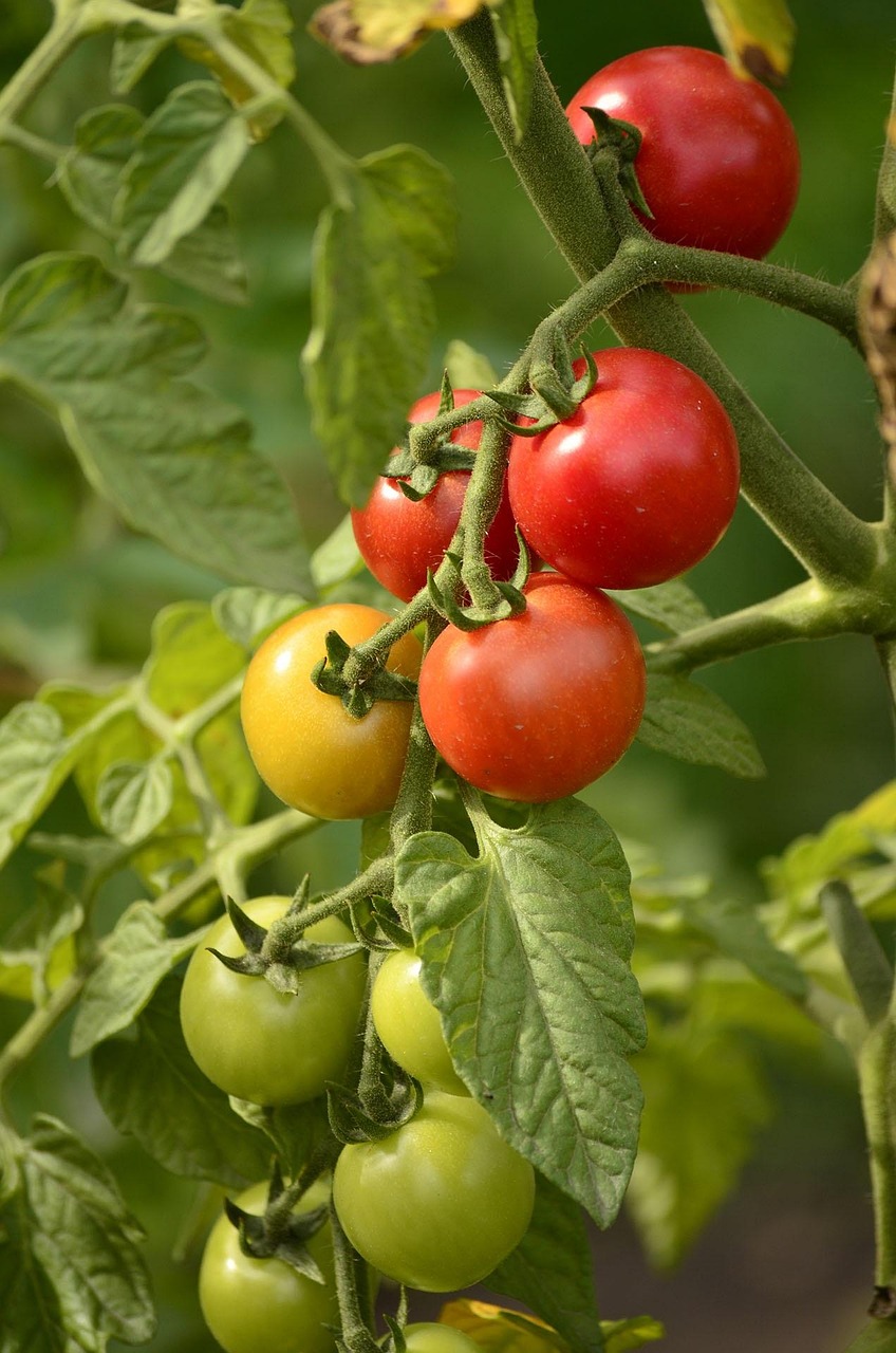 summer, country house, backyard, plant, vegetable garden, nature, vegetables, a tomato, greens, red, tomatoes on a twig, tomato, harvest, vegetable garden, vegetable garden, vegetable garden, vegetable garden, vegetable garden, vegetables