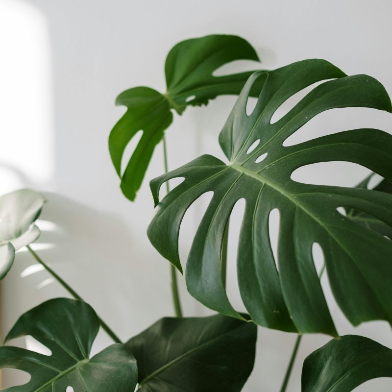 Bright image of Monstera Deliciosa leaves with sunlight indoors, creating a modern aesthetic.