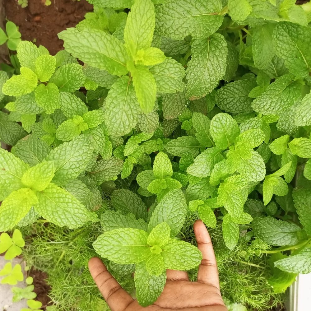 Citified Farms Hydroponic Mint