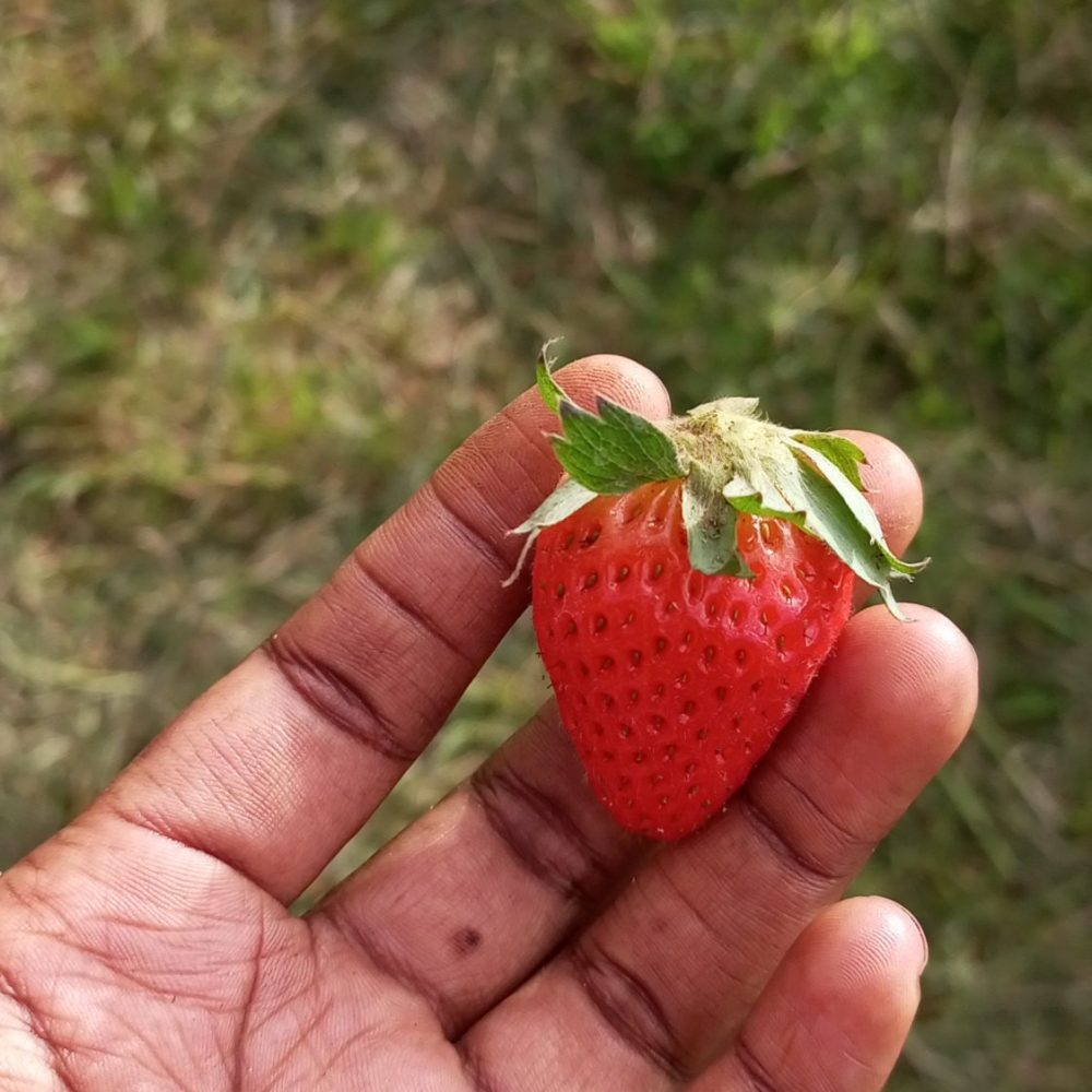 Strawberry gardening CITIFIED FARMS